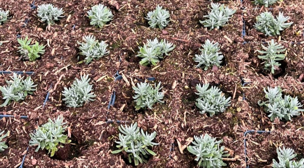 Lavendel Stekken Van Eigen Oude Lavendelplanten Stap Voor Stap Uitgelegd