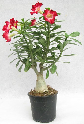 Afbeelding bij Adenium / Woestijnroos