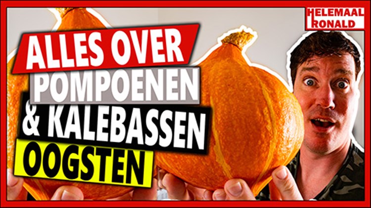 Afbeelding bij Alles over pompoenen en kalebassen oogsten