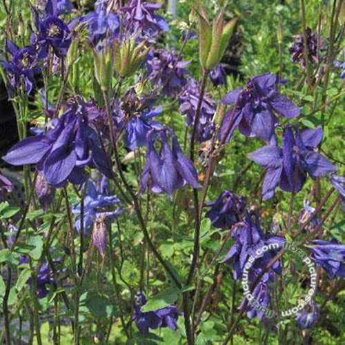 Alpenakelei Aquilegia Alpina