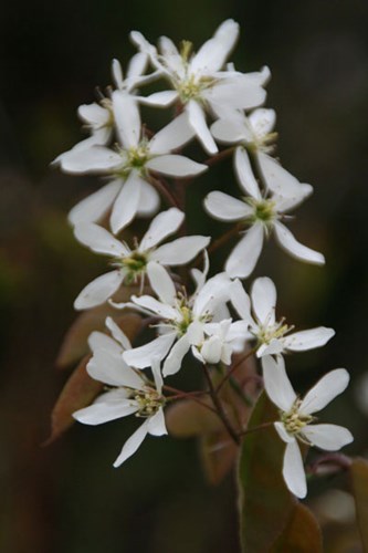 Afbeelding bij Amelanchier lamarckii - Amerikaans krentenboompje