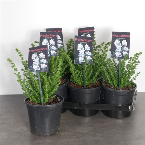 Afbeelding bij  Australische munt - Prostanthera cuneata