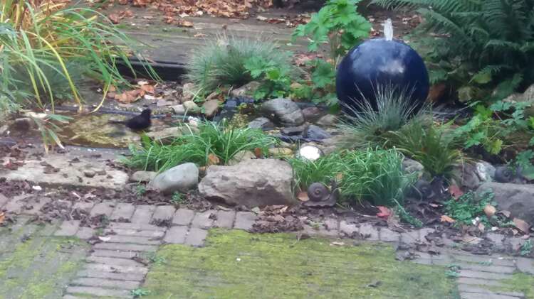 Afbeelding bij Badderende vogels
