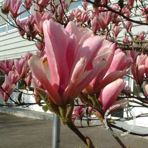 Beverboom - Magnolia 'Heaven Scent'