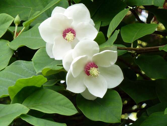 Beverboom - Magnolia Sieboldii