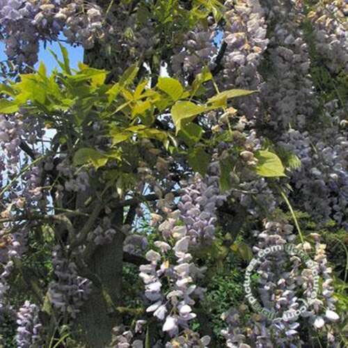 Afbeelding bij Blauwe regen - Wisteria sinensis 'Prolific'
