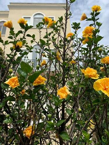 Afbeelding bij Welke bloemen heb ik gespot?