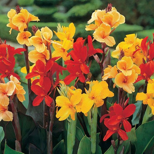 Canna Bloemriet Soort