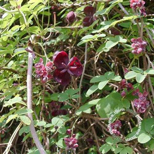 Afbeelding bij Chocoladewingerd -  Akebia quinata paars