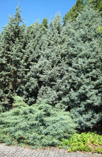 Afbeelding bij Cupressus arizonica Fastigiata / Cipress