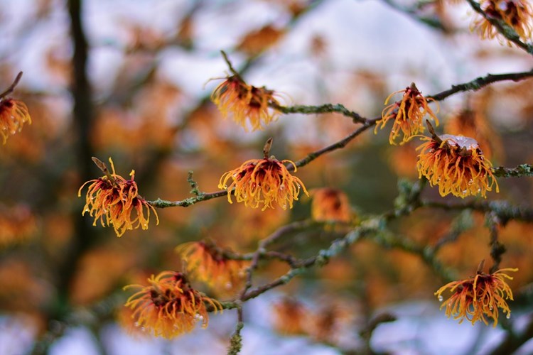 De Hamamelis Is Een Echte Eyecatcher En Zijn Werkelijk Betoverend