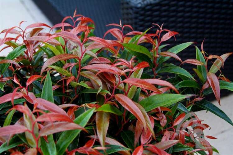 Afbeelding bij Druifheide - Leucothoe keiskei 'Burning Love' ®