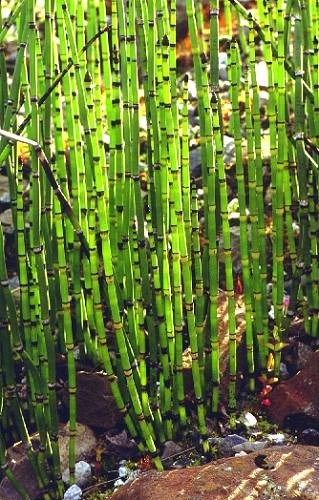 Afbeelding bij Equisetum hyemale robustum / Japanse reuze holpijp