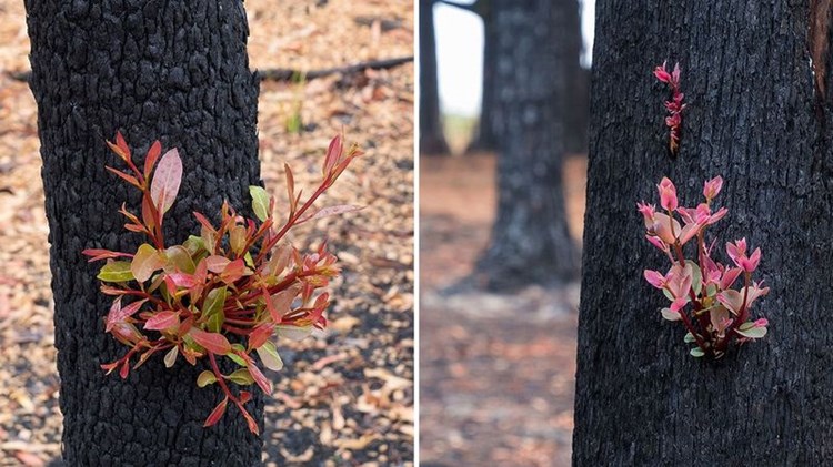 Fotos Laten Zien Hoe De Australische Bomen En Struiken Al Weer Groeien