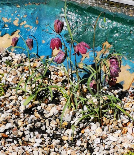 Afbeelding bij Fritillaria meleagris / Kievitsbloem