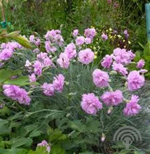 Grasanjer Dianthus P Double Rose