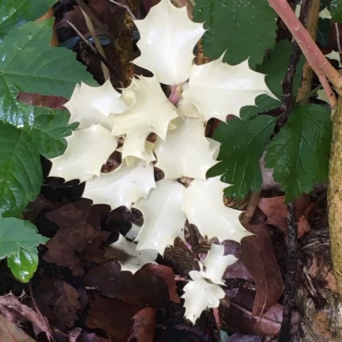 Afbeelding bij Groene hulst witte bladeren.