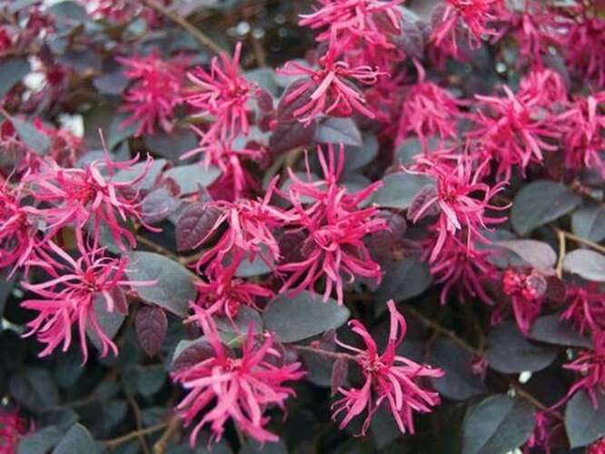 Afbeelding bij Heksenstruik - Loropetalum chin. 'Fire Dance'