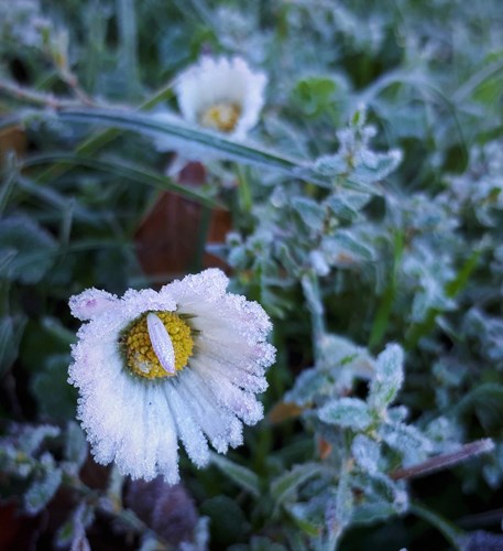 Afbeelding bij Het is de week van ijsheiligen