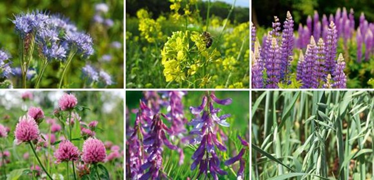 Afbeelding bij Humusrijke grond voor aanplant beplanting