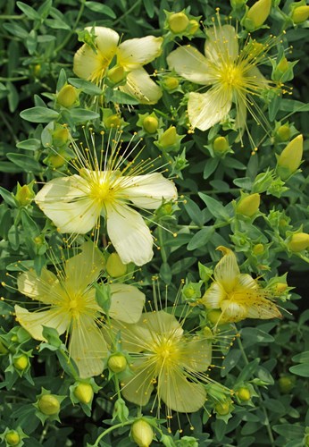 Afbeelding bij Hypericum / Herfsthooi (algemeen voor de soort)