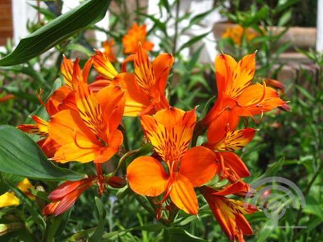 Alstroemeria Orange