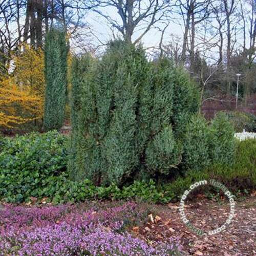 Afbeelding bij Jeneverbes - Juniperus communis