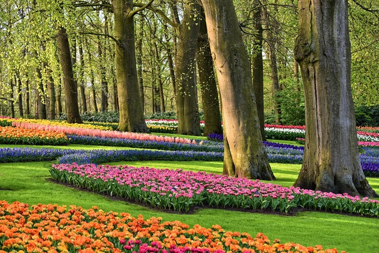 Afbeelding bij Keukenhof mag niet open, maar parken zitten vol