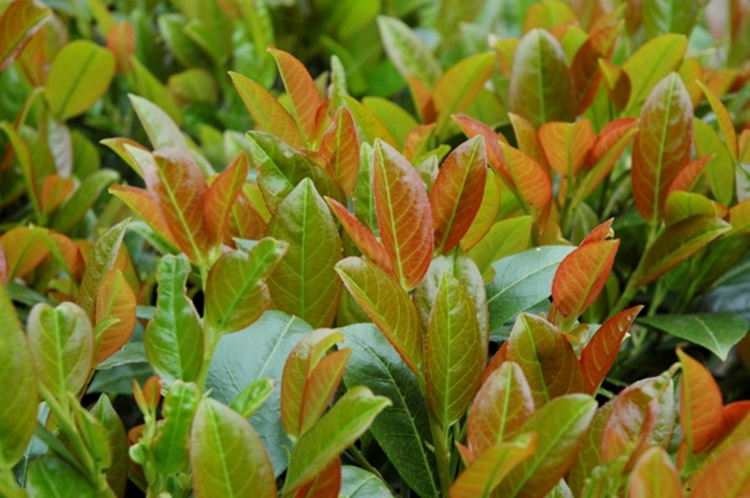 Afbeelding bij Laurierkers - Prunus l. Titan ('Rentan'®)