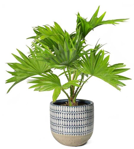 Afbeelding bij Livistona rotundifolia / Waaierpalm