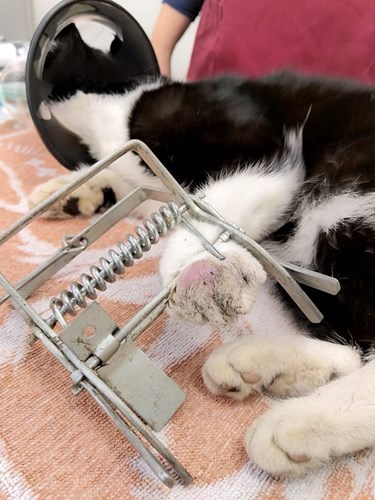 Afbeelding bij Mollenklemmen gevaarlijk voor katten.