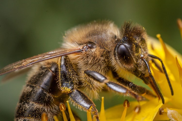 Het gaat niet goed met de wilde bijen en andere insecten