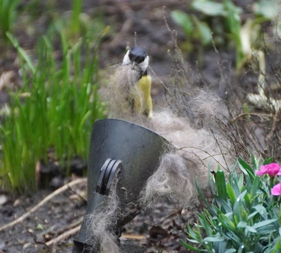 Afbeelding bij Nestmateriaal vogels aanbieden