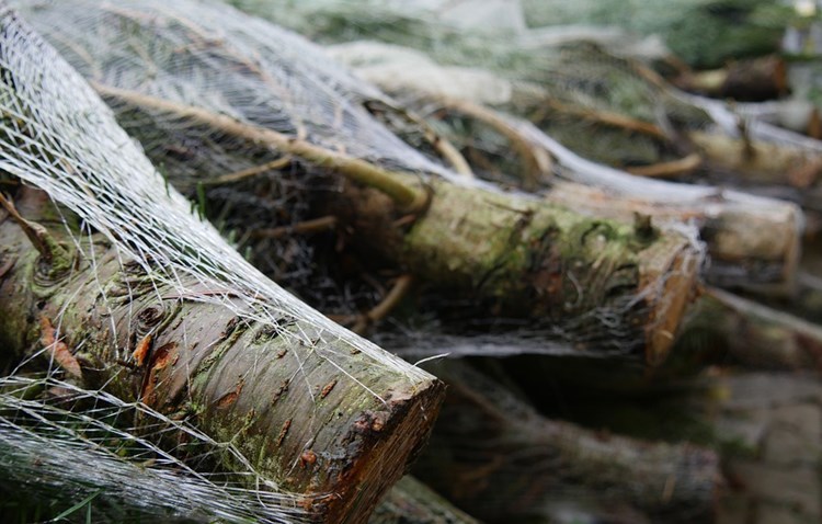 Afbeelding bij Nordmann kerstbomen zijn de populairste