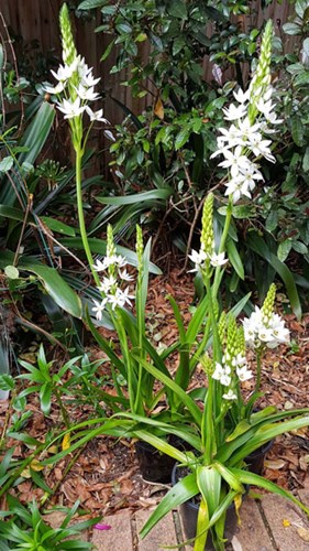 Afbeelding bij Ornithogalum / Vogelmelk - Zuidenwindlelie - ster van bethlehem