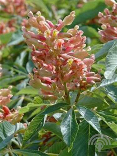 Afbeelding bij Paardenkastanje - Aesculus pavia 'Koehnei'