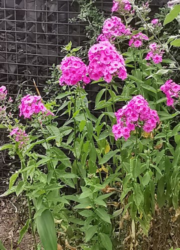 Phlox Paniculata Vlambloem Soort