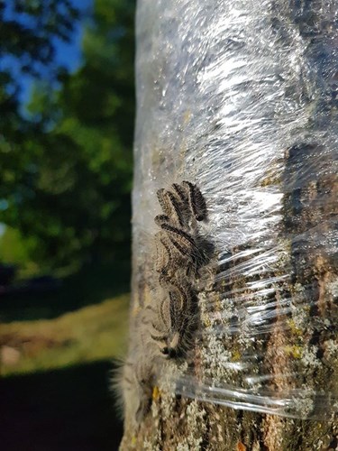 Afbeelding bij Plastic folie rond stam tegen eikenprocessierups