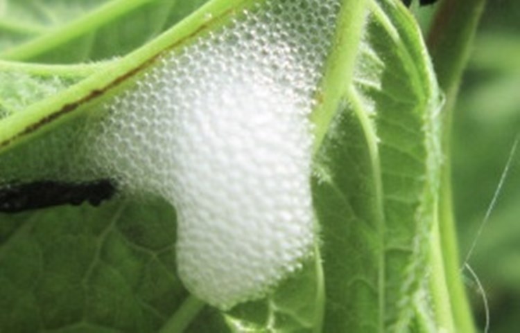 Afbeelding bij Schuimachtige witte substantie met belletjes aan blad van appelboom