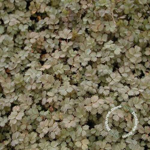 Afbeelding bij Stekelnootje microphylla