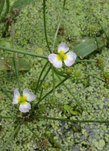Afbeelding bij Stijve moerasweegbree - Baldellia ranunculoides