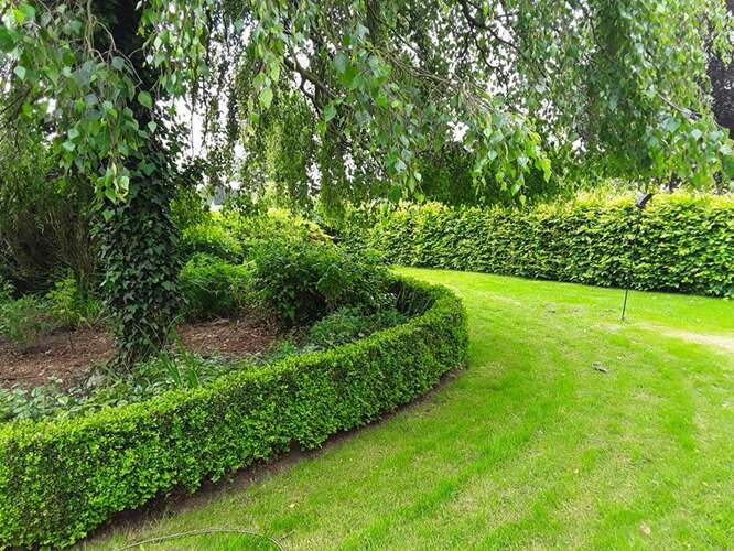 Afbeelding bij Welk middel gebruiken tegen buxusrups?