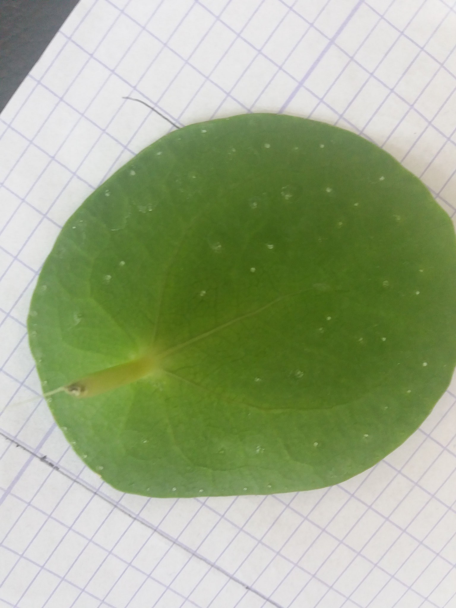 Witte-stipjes-onderkant-bladeren-pannenkoekplant