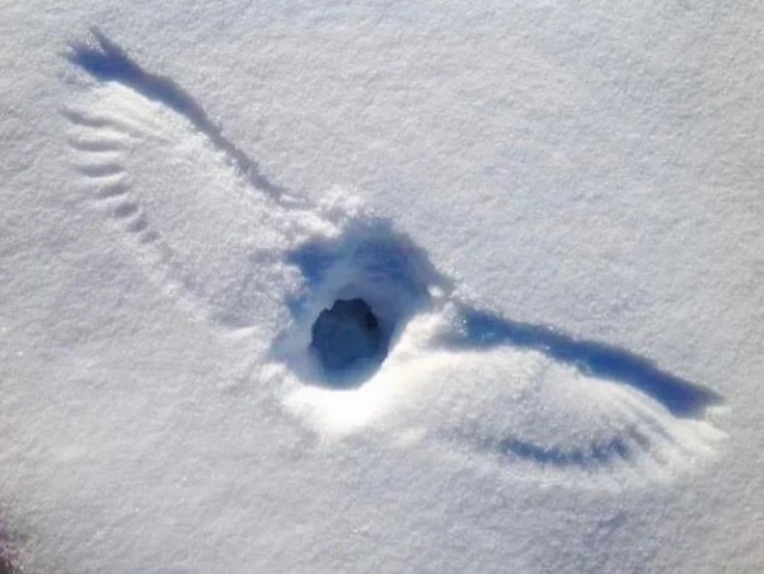 Afdruk uil in sneeuw