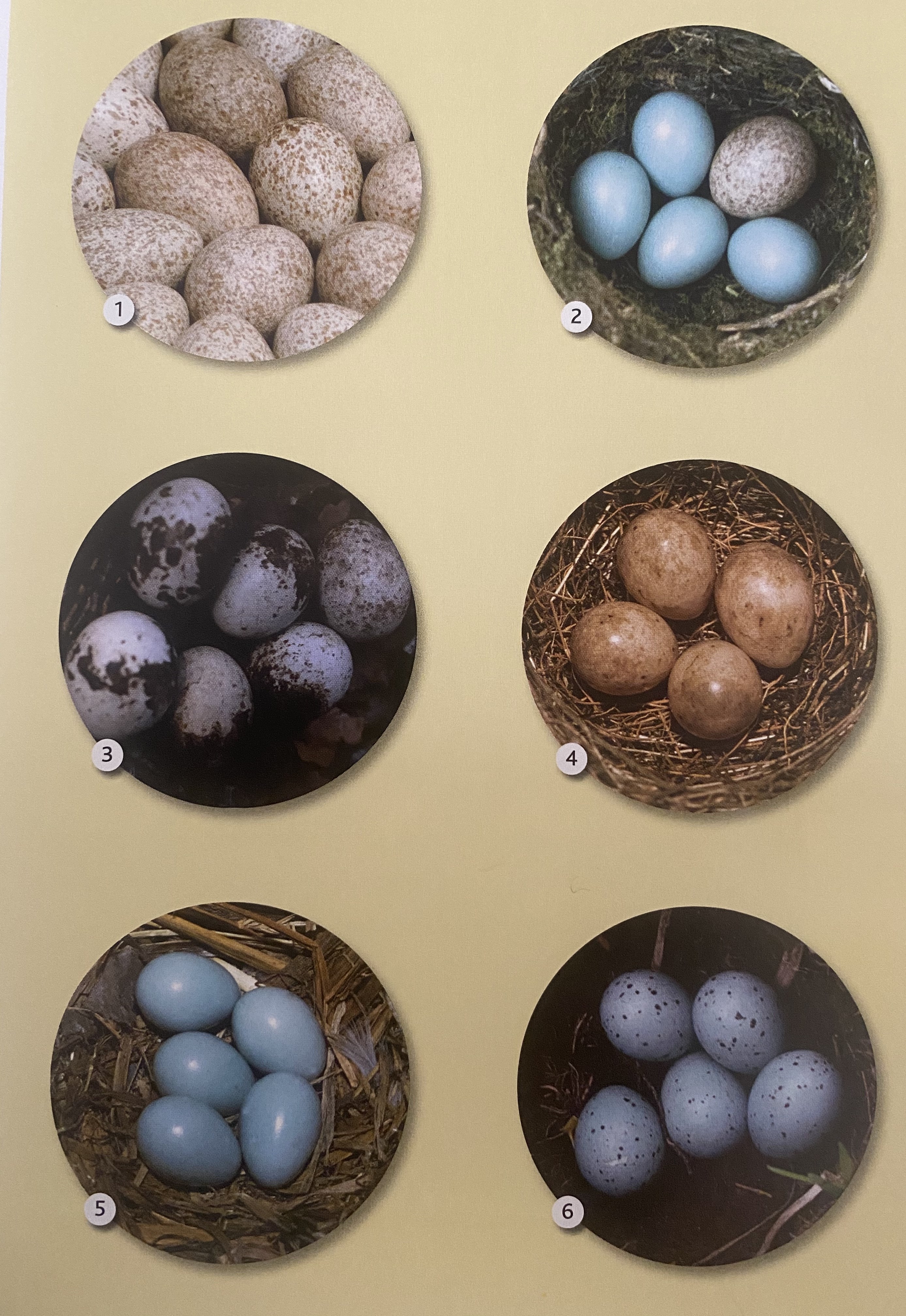 eieren tuinvogels herkennen aan kleur en patronen