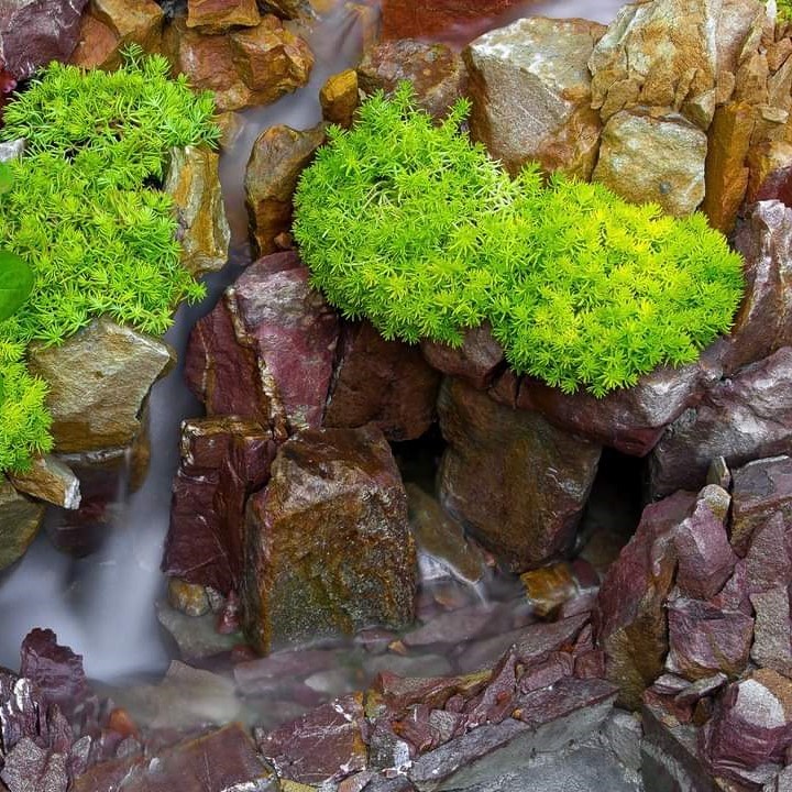 Planten die goed groeien op rotsen en waterval