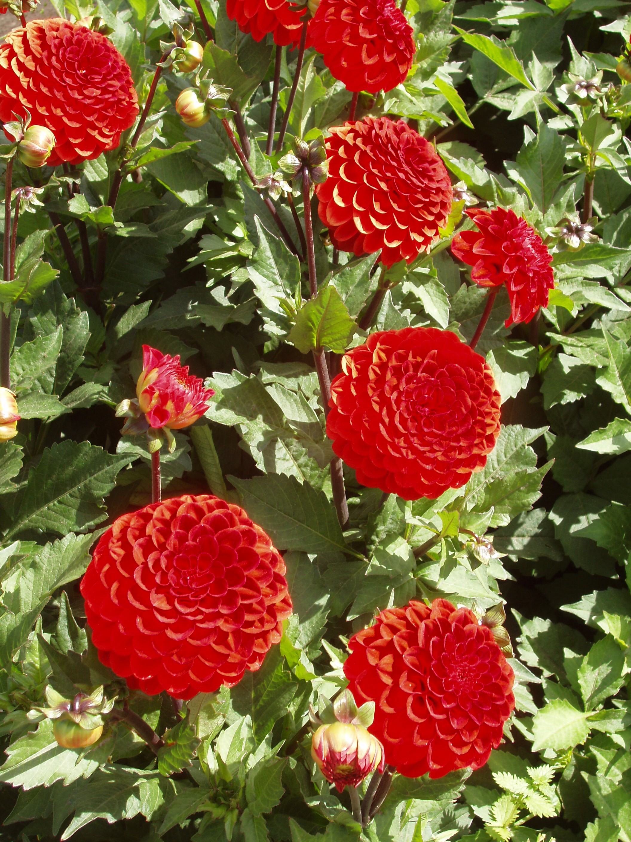 Rode-pompon-dahlia-knollen-bloemen