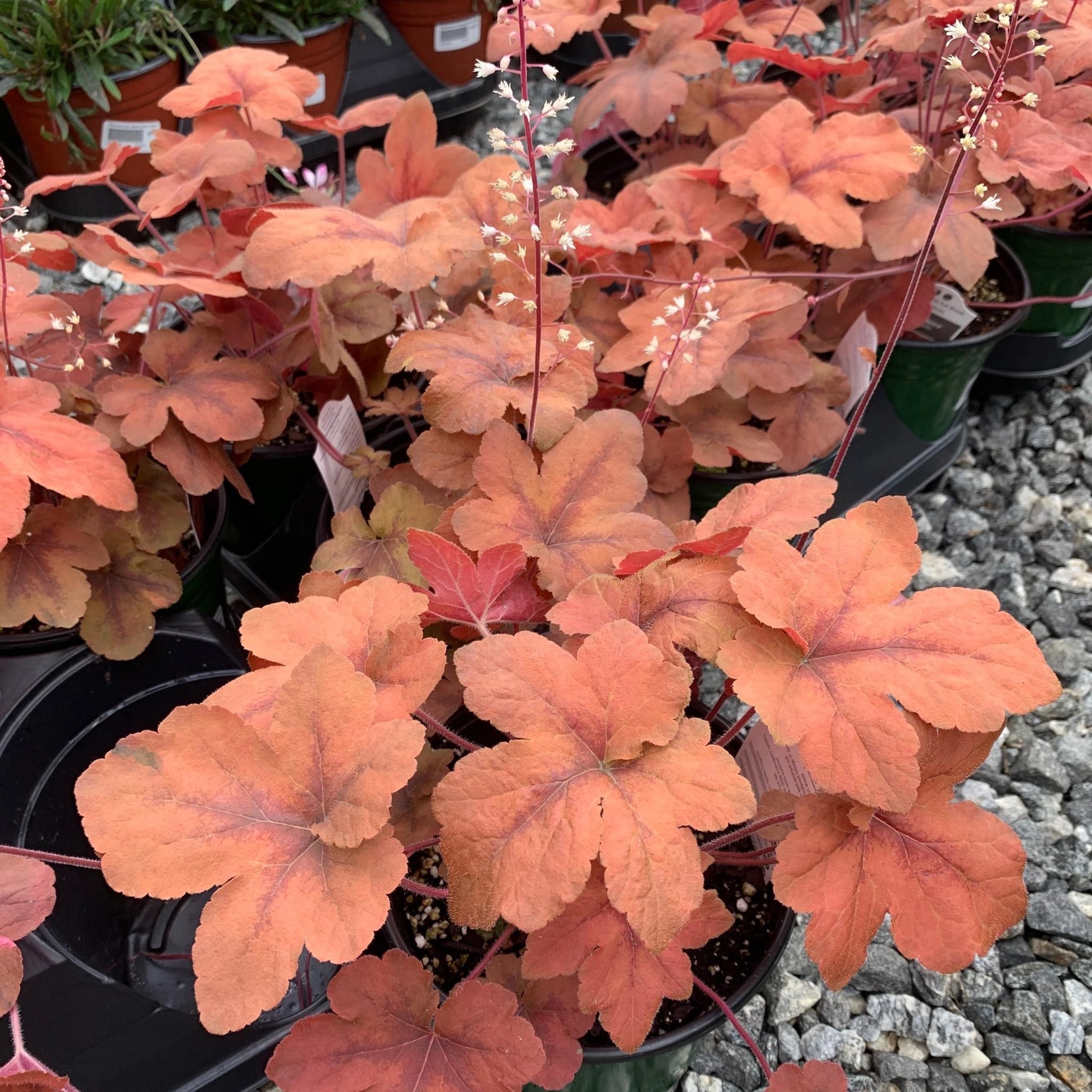 Bladeren van vaste planten met oranje bruine kleur