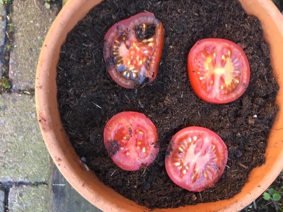 Zaaien-tomaten-in-de-grond-hele-tomaat