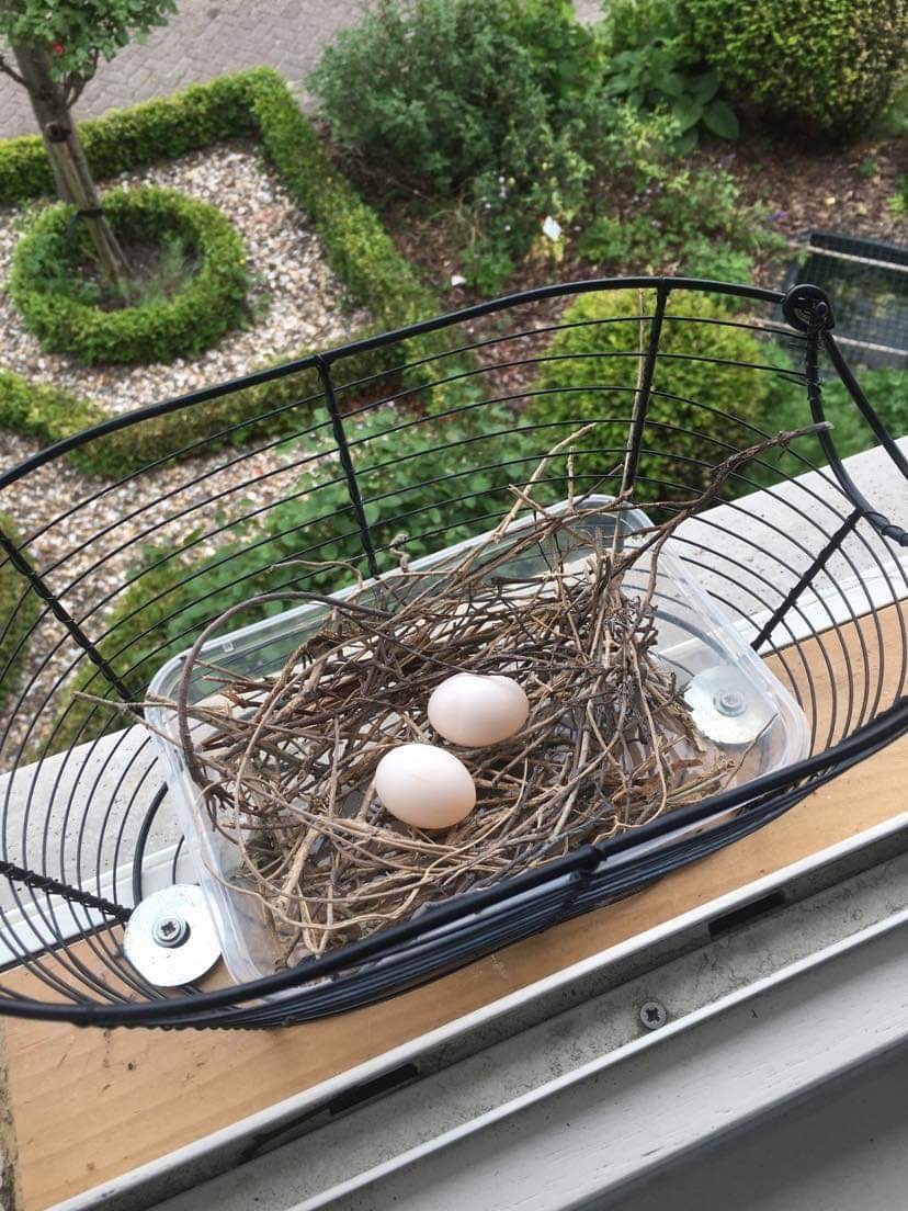 Nestplaats broeden vogels naast het raam